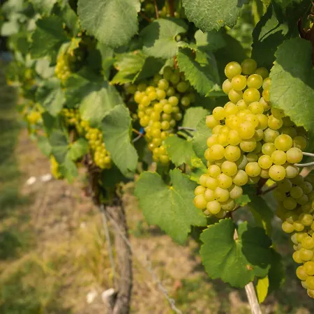 Vinotel Heinz J. Schwab *