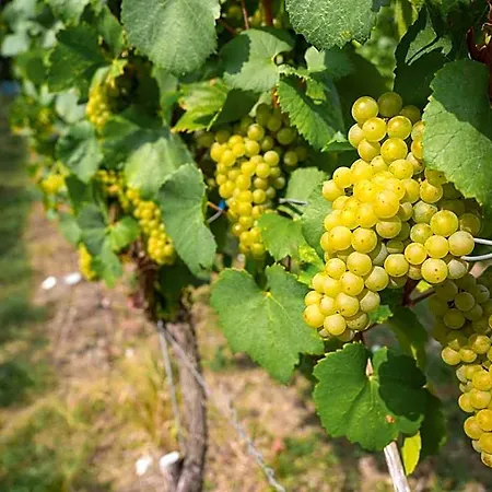 Vinotel Heinz J. Schwab Bretzfeld