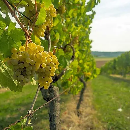 Vinotel Heinz J. Schwab Estalagem Bretzfeld