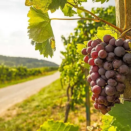 Estalagem Vinotel Heinz J. Schwab Bretzfeld